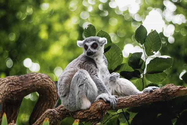 Lemur Infödda Djur Madagaskar Sitter Grenen Ett Träd — Stockfoto