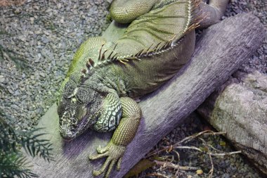 Yeşil iguanalar Ağaç Kütüğünde Dinleniyor ve Fotoğraf Üst Görünüm 'den