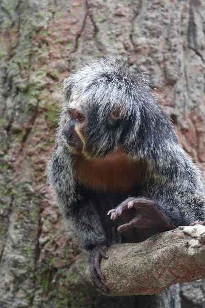 Starsza Saki Monkey Jest Drzewie Relaks Obserwacja Otaczającej Przyrody — Zdjęcie stockowe