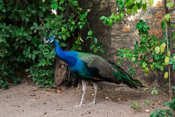 Beautiful Peacock Ground Nature Background — Stock Photo, Image