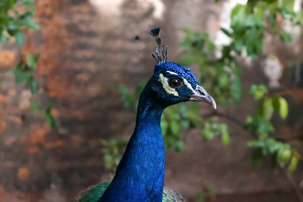 Headshot Beautiful Peacock Nature — Stock Photo, Image