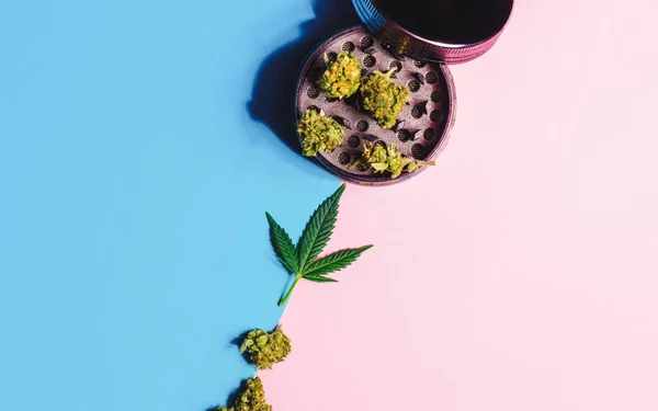 Konopí Květinové Pupeny Medical Marihuana Listy Bruska Růžové Modré Pozadí — Stock fotografie