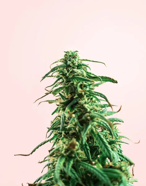 Pianta Cannabis Indoor Ramo Marijuana Sfondo Rosa Con Spazio Copia — Foto Stock