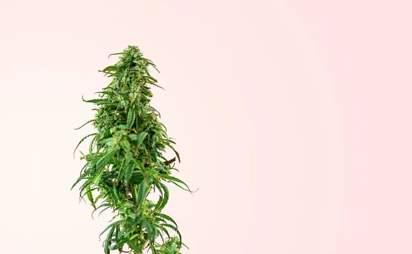 Indoor Cannabis Plant Tak Van Marihuana Een Roze Achtergrond Met — Stockfoto