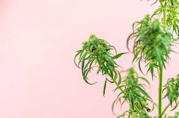 Inomhus Cannabis Växt Gren Marijuana Rosa Bakgrund Med Kopia Utrymme — Stockfoto