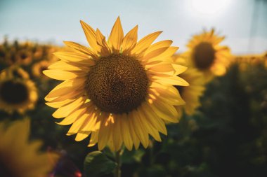 Sunflowers field rows in summer at golden hour sunset