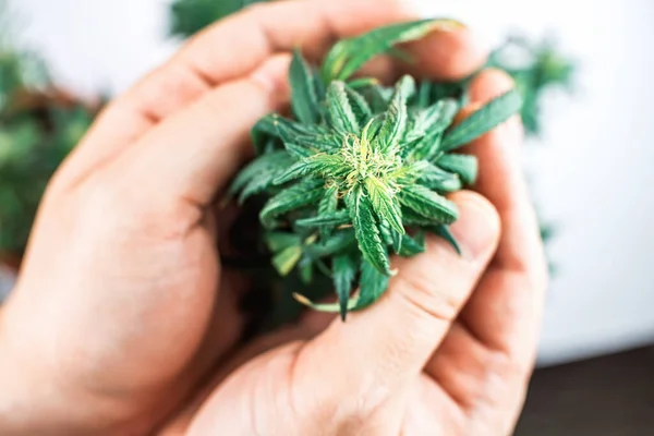Hand Hålla Inomhus Cannabis Växt Gren Marijuana Vit Bakgrund — Stockfoto