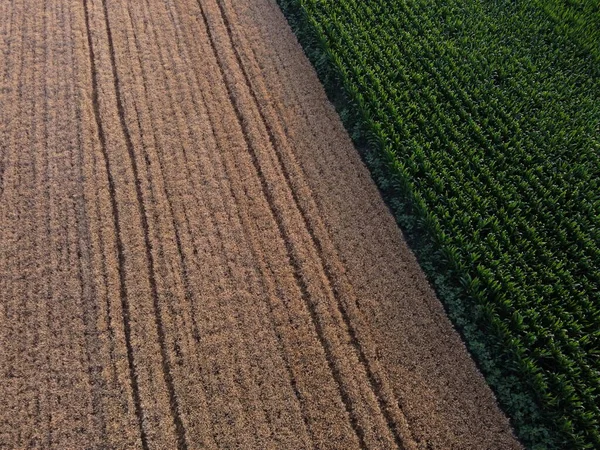 Búza Kukorica Szántóföldi Szántóföldi Drón Lövés — Stock Fotó