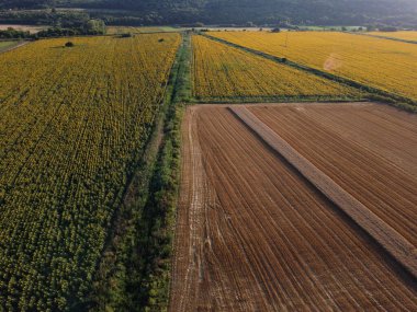 Ayçiçekleri ve olgunlaşmış buğday tarlalarının insansız hava görüntüsü.
