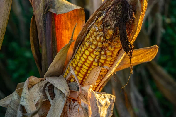 Крупным Планом Желтые Спелые Кукурузы Стеблях Сбора Урожая Сельскохозяйственных Полях — стоковое фото