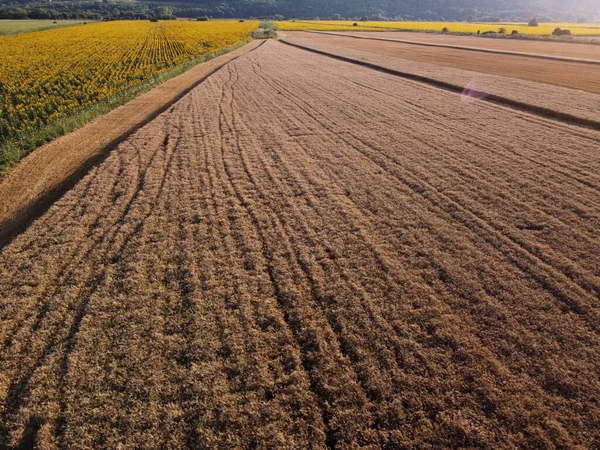 Mezőgazdasági Terület Drón Légi Felvételei Napraforgóval Érett Búzával — Stock Fotó