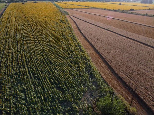 Mezőgazdasági Terület Drón Légi Felvételei Napraforgóval Érett Búzával — Stock Fotó