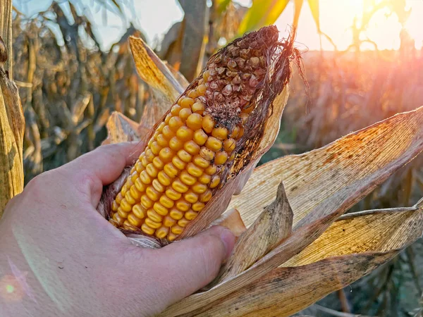 stock image Rotting Close-up yellow ripe corn on stalks for harvest in agricultural cultivated field