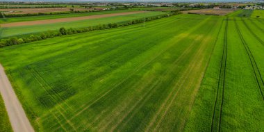 İlkbaharda genç yeşil buğdayın dronundan havadan çekilmiş.