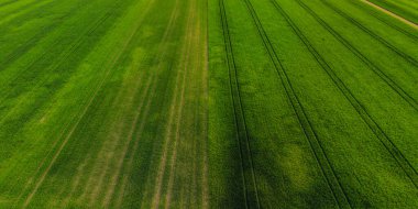İlkbaharda genç yeşil buğdayın dronundan havadan çekilmiş.