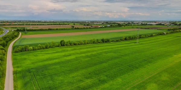 stock image Aerial shot from a drone of young green wheat in Spring