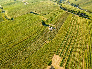 Viyana Nussdorf 'un üzüm bağları sıralı hava manzarası.