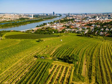 Viyana Nussdorf 'un, Tuna manzaralı üzüm bağları olan havadan bir manzarası.