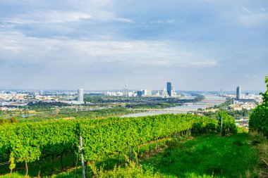 Viyana Avusturya 'nın Nusserg bölgesinde bir tepede üzüm bağı sıraları, Viyana' nın manzarası