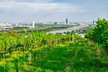 Viyana Avusturya 'nın Nusserg bölgesinde bir tepede üzüm bağı sıraları, Viyana' nın manzarası