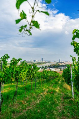 Viyana Avusturya 'nın Nusserg bölgesinde bir tepede üzüm bağı sıraları, Viyana' nın manzarası