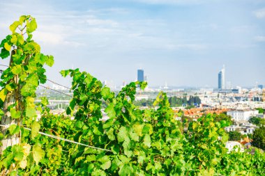 Viyana Avusturya 'nın Nusserg bölgesinde bir tepede üzüm bağı sıraları, Viyana şehrinin arkasında manzara