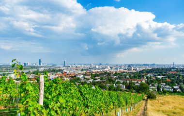 Viyana Avusturya 'nın Nusserg bölgesinde bir tepede üzüm bağı sıraları, Viyana' nın manzarası