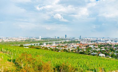 Viyana Avusturya 'nın Nusserg bölgesinde bir tepede üzüm bağı sıraları, Viyana' nın manzarası