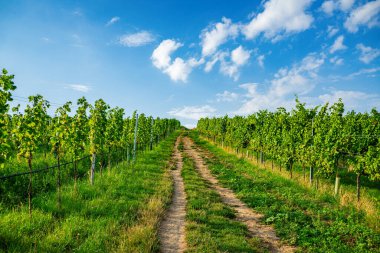 Viyana Avusturya 'nın Nusserg bölgesinde bir tepenin üzerindeki üzüm bağları.
