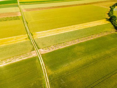 İnsansız hava aracı güney Viyana 'da yeşil buğday ve tecavüz tohumlarına geniş açıyla bakıyor.