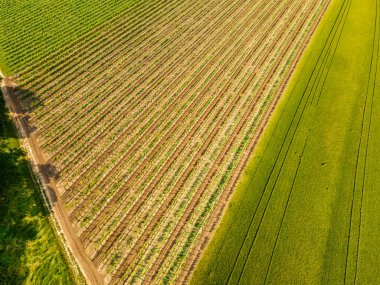 İnsansız hava aracı güney Viyana 'daki üzüm bağına geniş açıyla bakıyor.