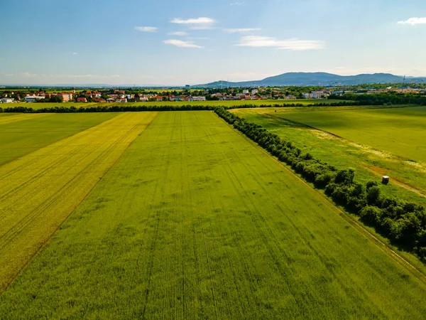 Drone Widok Ultra Szeroki Kąt Dół Zielonej Pszenicy Lecie Wiosce — Zdjęcie stockowe
