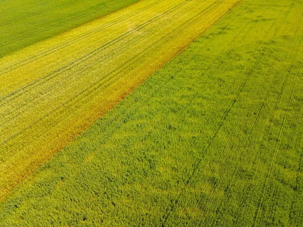 Drone Blick Ultraweitwinkel Auf Grünen Jungen Weizen Und Raps Sommer — Stockfoto