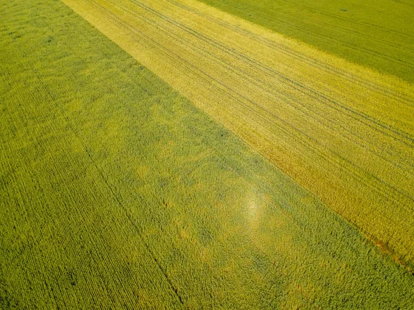 ドローンビュー 緑の若い小麦と夏のレイプシードの超広角 — ストック写真