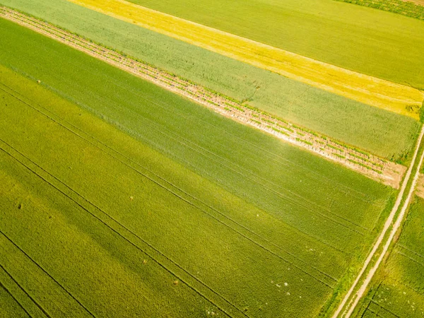 Drohnenblick Ultraweitwinkel Auf Grünen Jungen Weizen Und Raps Südlich Von — Stockfoto