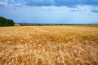 Düşük açılı, bulutlu gökyüzüne karşı yazın altın buğdayın derinliği
