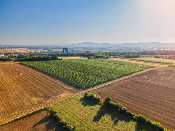 Drone view down on agriculture crop land with wheat fields and Vineyards in Vienna