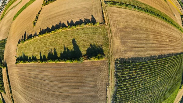 Fisheye Drone view down on agriculture crop land with wheat fields and Vineyards