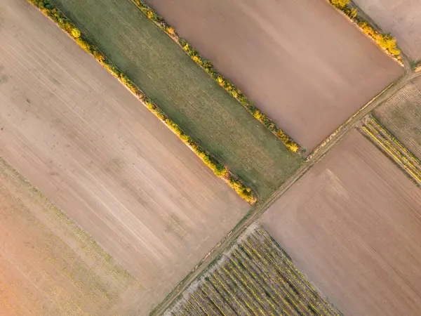 Drone view down on agriculture crop land with wheat fields and Vineyards