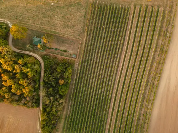 Drone view down on agriculture crop land with wheat fields and Vineyards