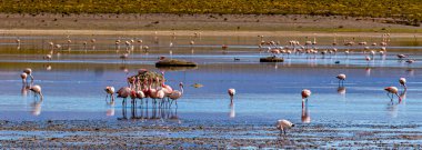 Bolivya 'da sığ bir gölde flamingolar.