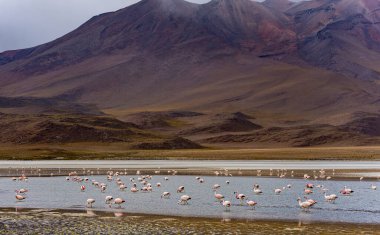 Bolivya 'da sığ bir gölde birçok flamingo var. Arka planda muhteşem kahverengi tepeler var..