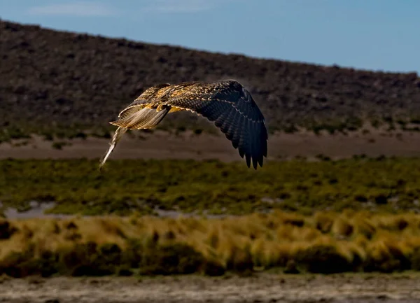 Hawk flies away after eating a burd he has killed on the edge of a lagoon in Bolivia.