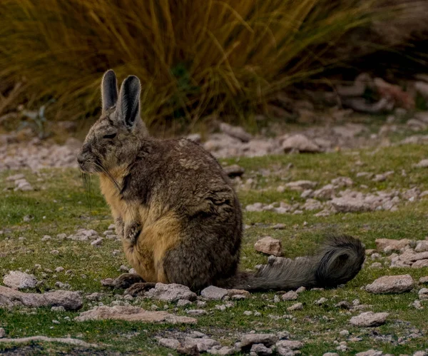 ビシャカはリスの尾を持つウサギに似ていますが 南米にしか生息していません — ストック写真