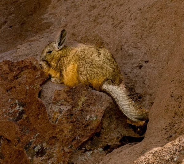 ビシャカはリスの尾を持つウサギに似ていますが 南米にしか生息していません — ストック写真