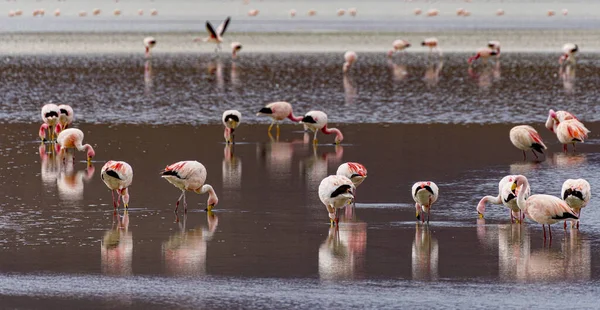 Flamingos Einem Flachen See Bolivien — Stockfoto