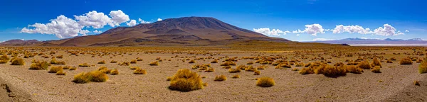 Scena Dell Alto Deserto Boliviano Con Nient Altro Che Spazzole — Foto Stock