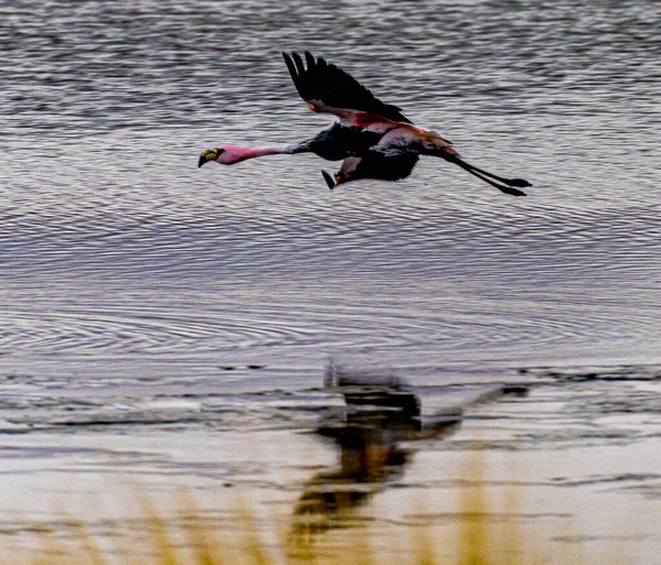 Flamenco Volando Bajo Sobre Lago Bolivia Con Reflejo Agua —  Fotos de Stock