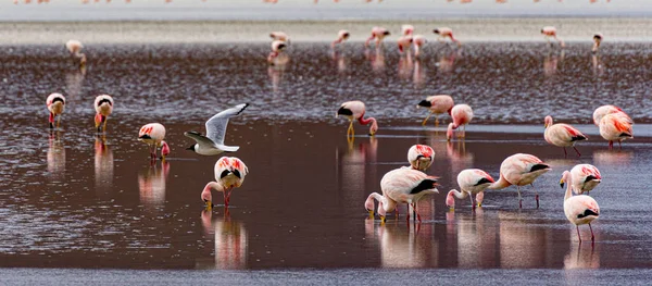 Flamingos Shallow Lake Bolivia — Stock Photo, Image