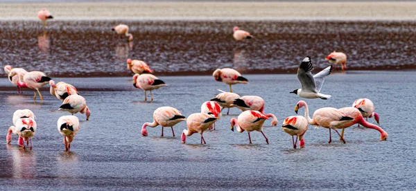 Flamingos Lago Raso Bolívia — Fotografia de Stock